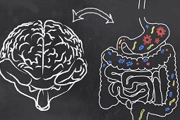 Gut bacteria are important for neurodevelopment